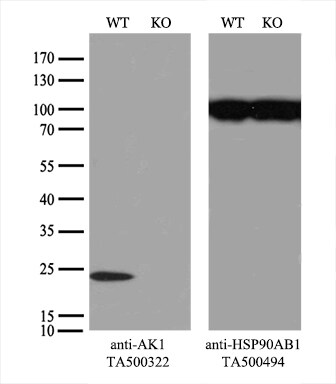 AK1 Antibody in Western Blot (WB)