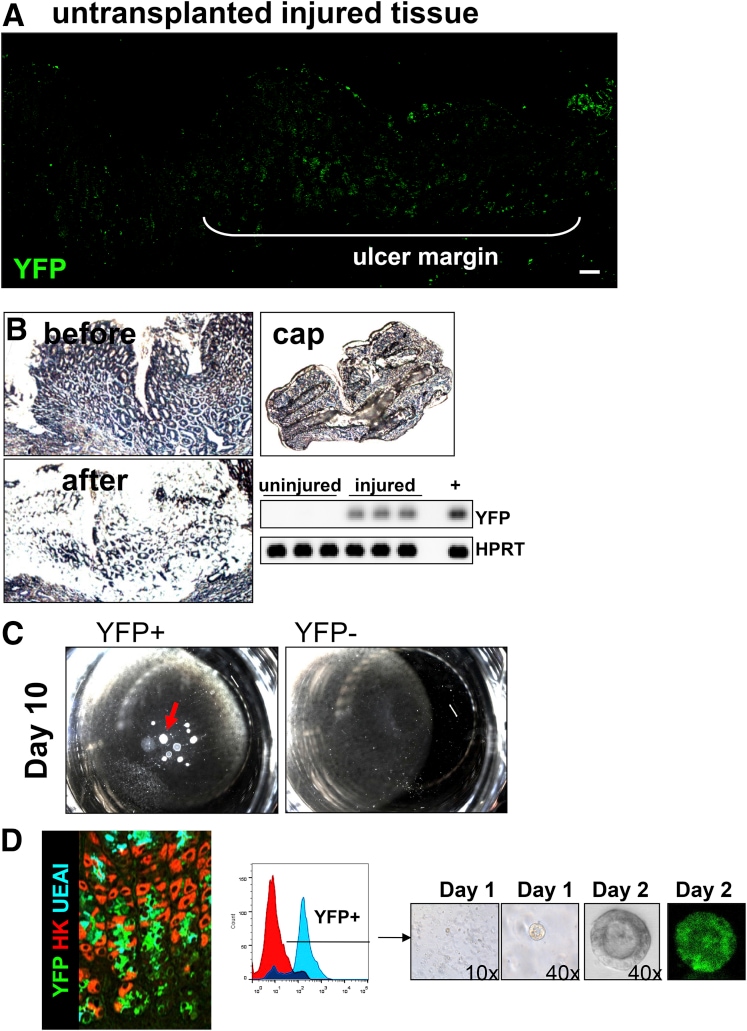 ATP4B Antibody in Immunohistochemistry (IHC)