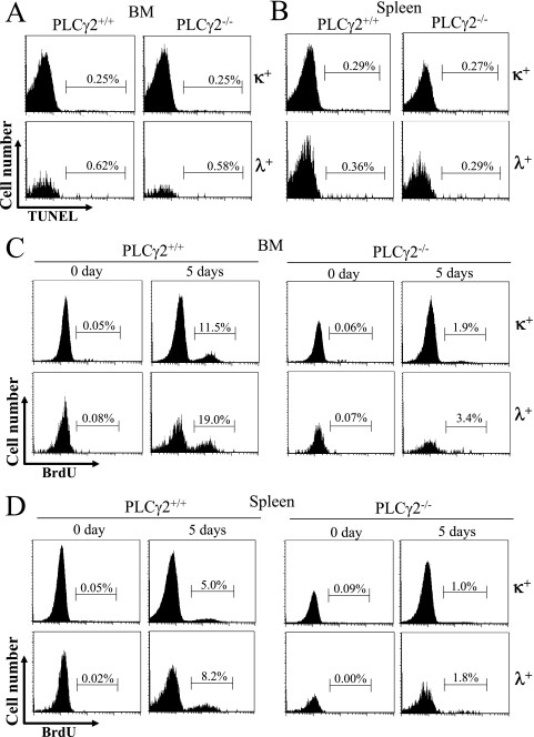 CD45R (B220) Antibody, FITC (Monoclonal, RA3-6B2)