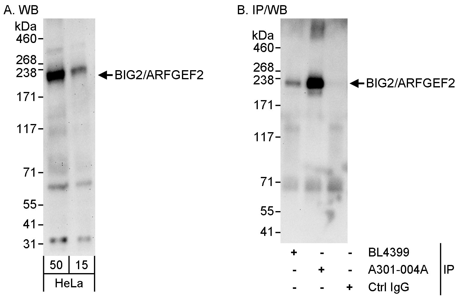 BIG2/ARFGEF2 Antibody in Western Blot (WB)