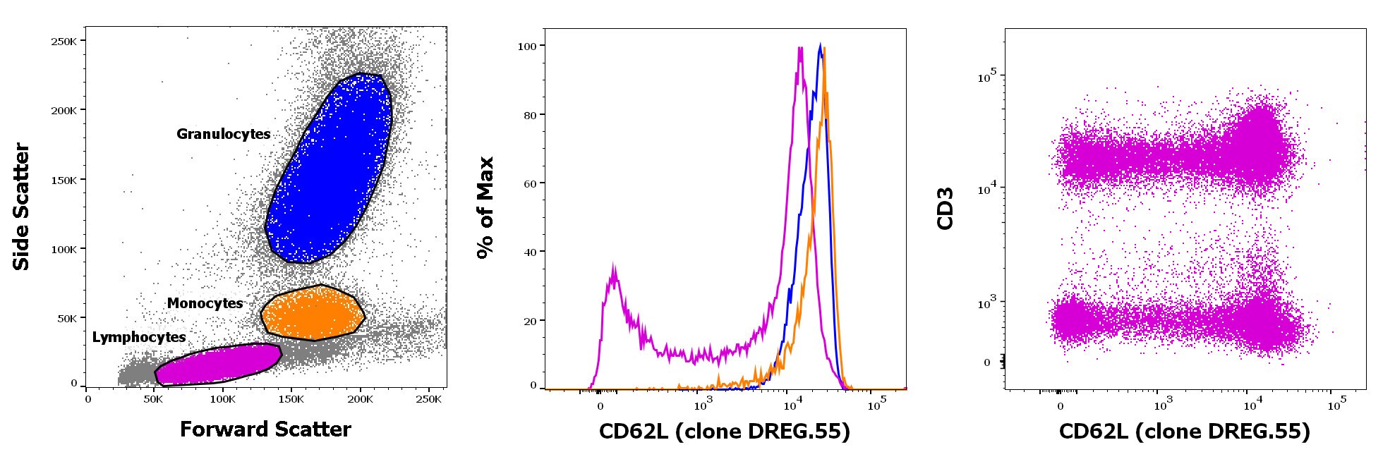 CD62L (L-Selectin) Antibody