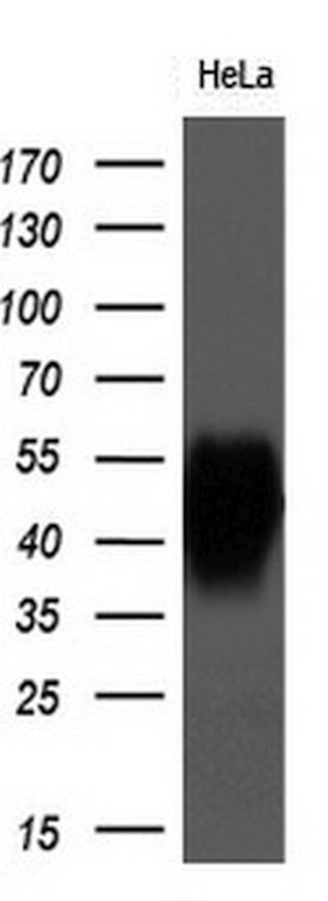 BSG Antibody (TA501165)