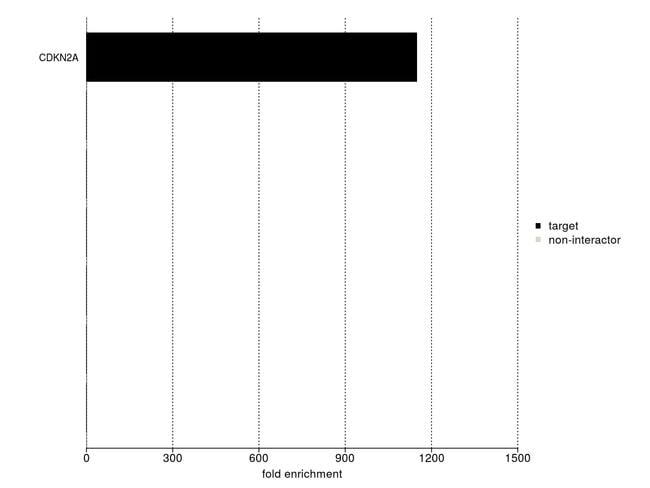 p14ARF Antibody