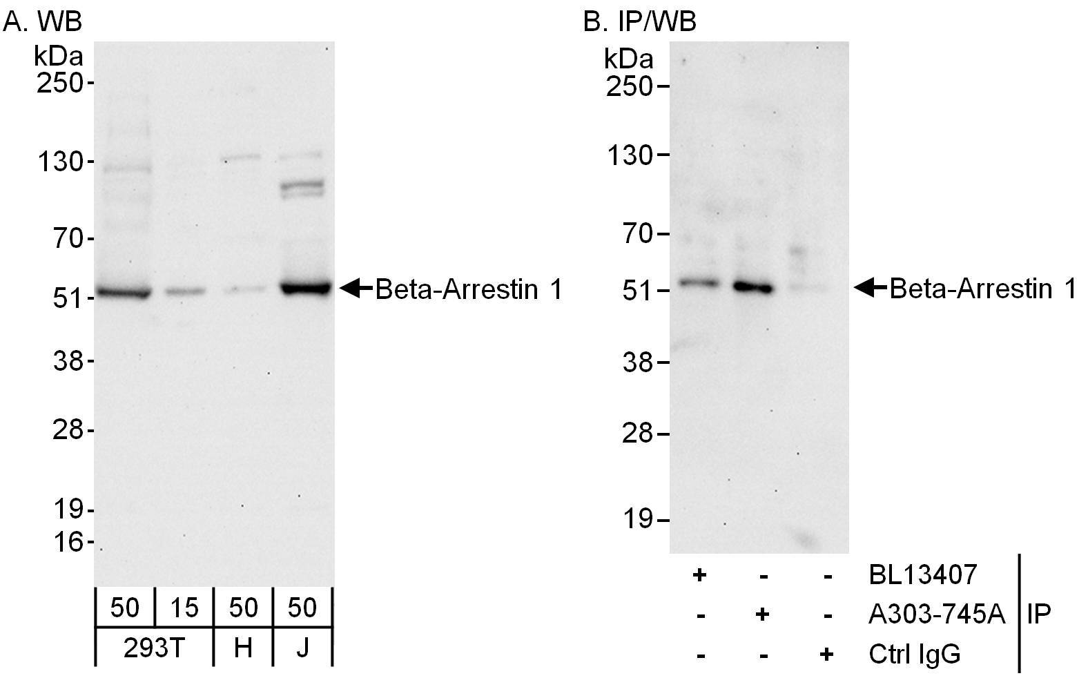 Beta-Arrestin 1 Antibody in Western Blot (WB)