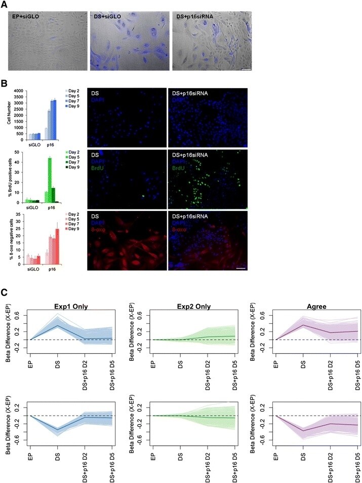 BrdU Antibody, Alexa Fluor® 488 (B35130)