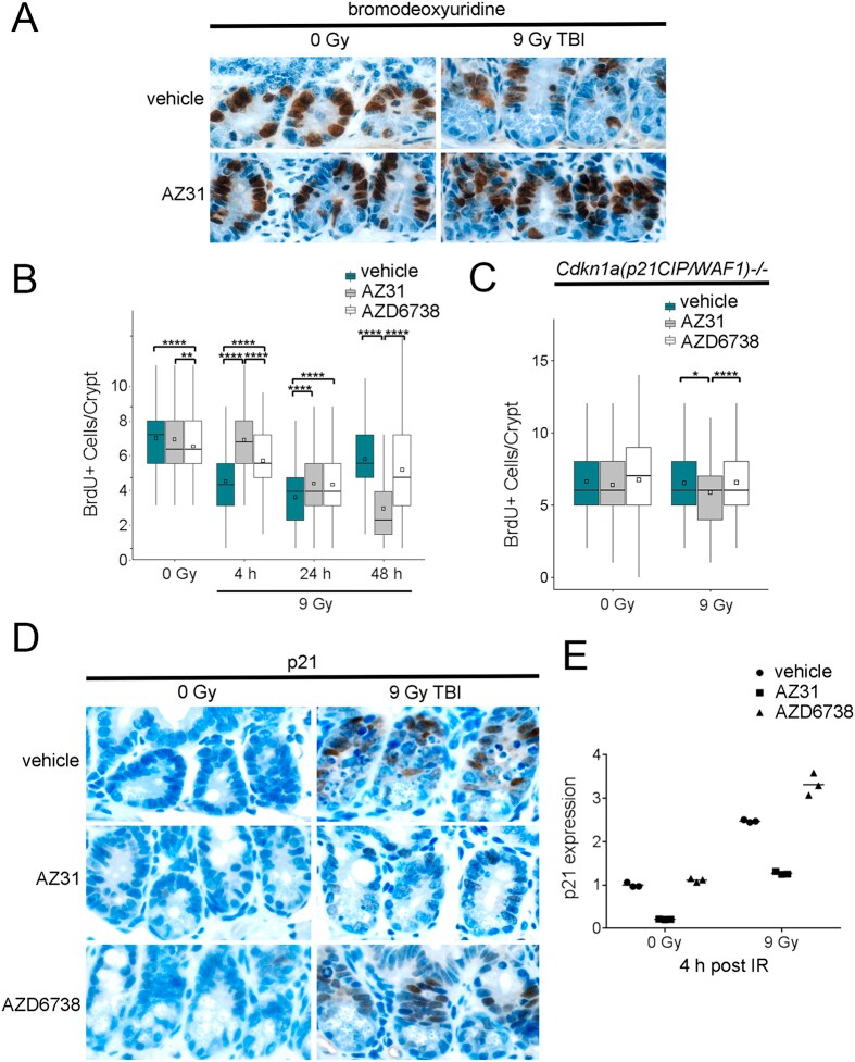 BrdU Antibodies