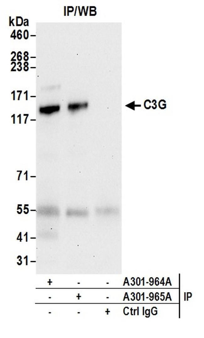 C3G Antibody (A301-964A)