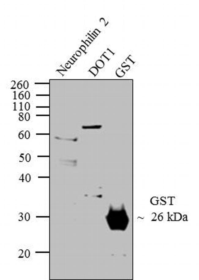 GST Tag Antibody (CAB4169)