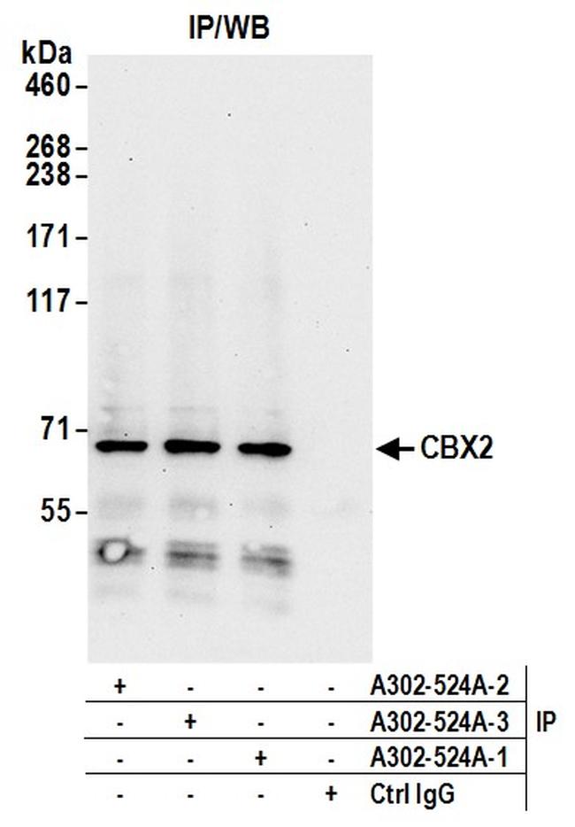 Development Of Primary Sexual Characteristics Antibodies