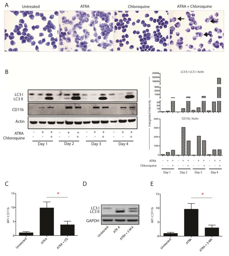 CD11b Antibody, FITC (11-0118-41)