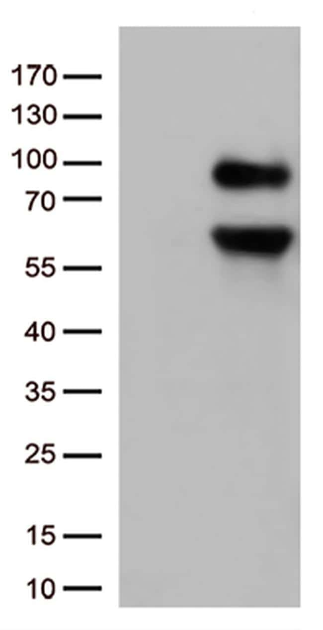 CD36 Antibody (TA500935)