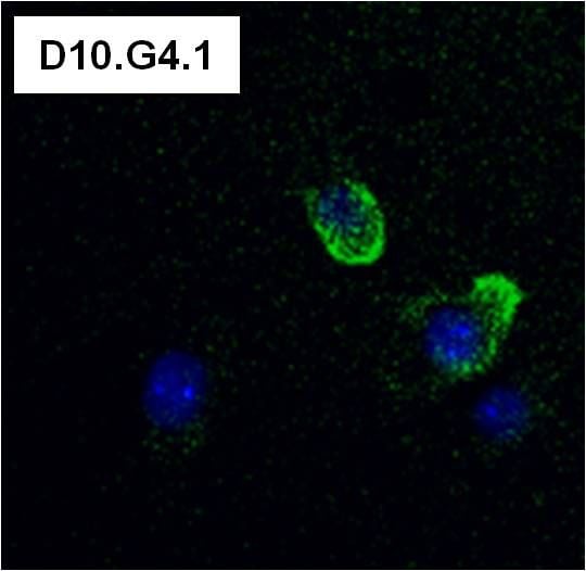 CD4 Antibody in Immunocytochemistry (ICC/IF)