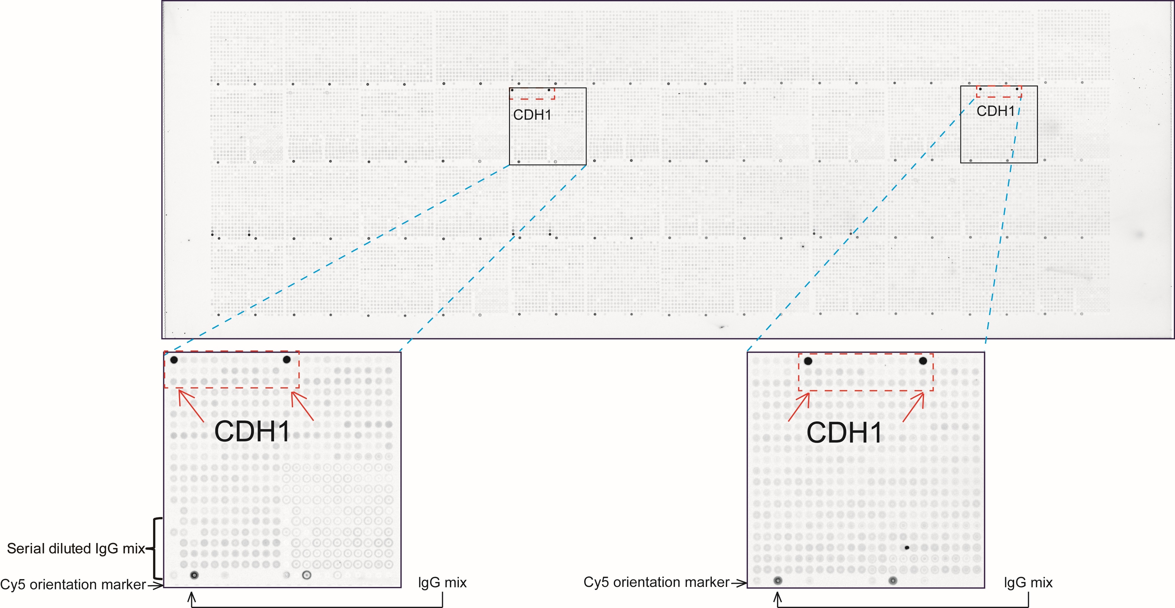 CDH1 Antibody in Peptide array (ARRAY)
