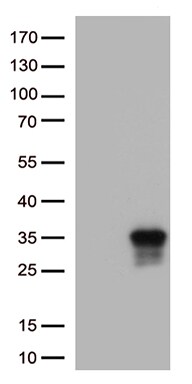 TNFSF9 Antibody in Western Blot (WB)