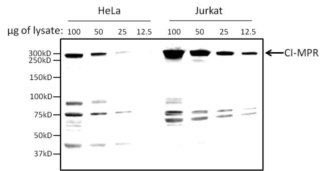 IGF2R Antibody in Western Blot (WB)