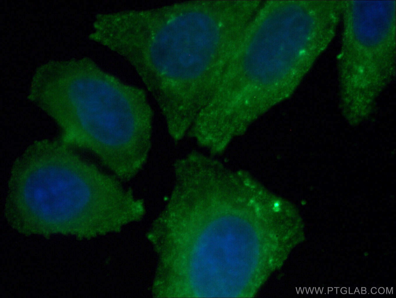 ERK1/2 Antibody, CoraLite®488 (CL488-66192)