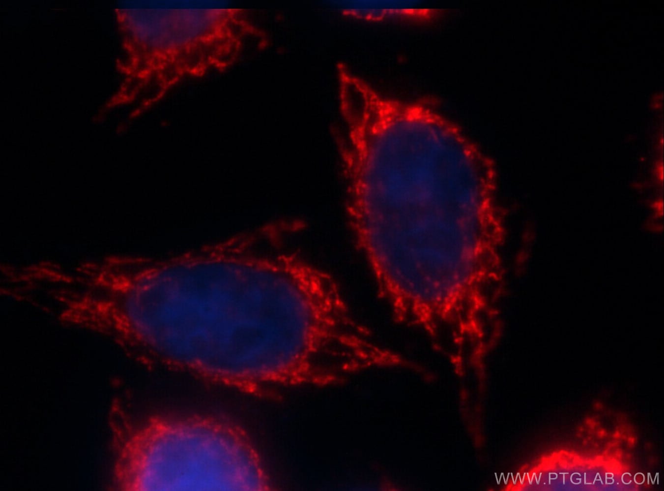 ALDH1A1 Antibody, CoraLite®594 (CL594-60171)