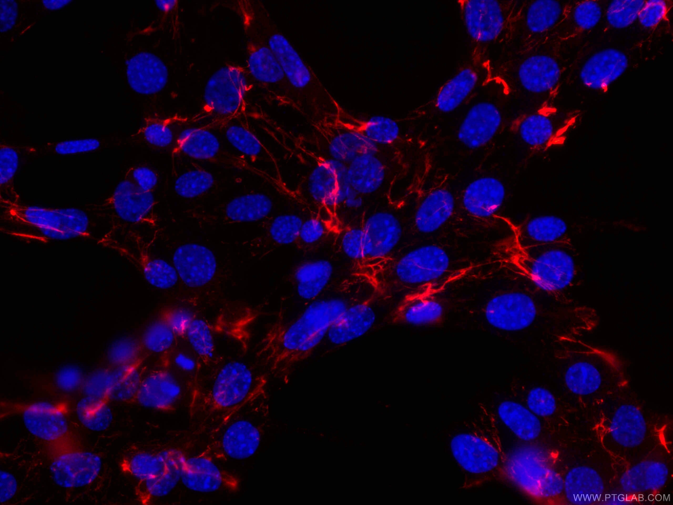 Fibronectin Antibody, CoraLite®594 (CL594-66042)