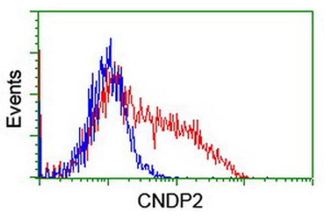CNDP2 Antibody in Flow Cytometry (Flow)