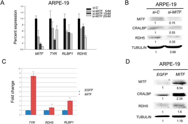 CRALBP Antibody in Western Blot (WB)