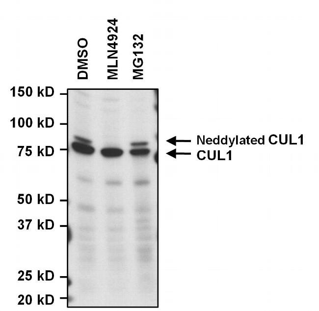 Cullin 1 Antibody (32-2400)