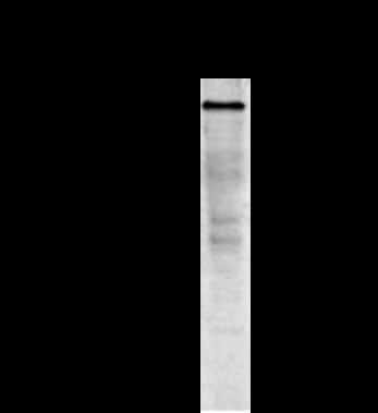 CDH11 Antibody in Western Blot (WB)