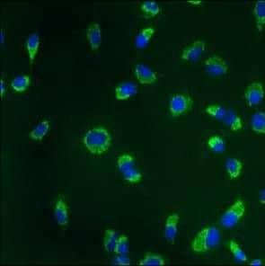 Calnexin Antibody in Immunocytochemistry (ICC/IF)