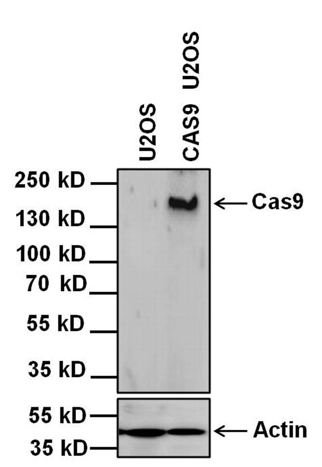 Secondary Antibody Left At Room Temperature Secondary Antibody Left At Room Temperature