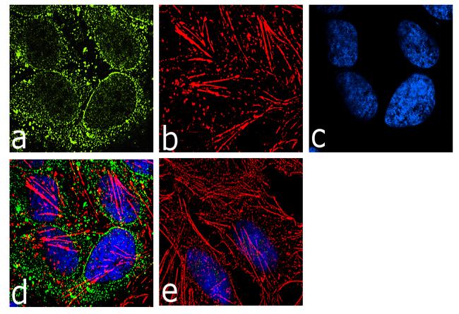 eIF4A3 Antibody (702545)