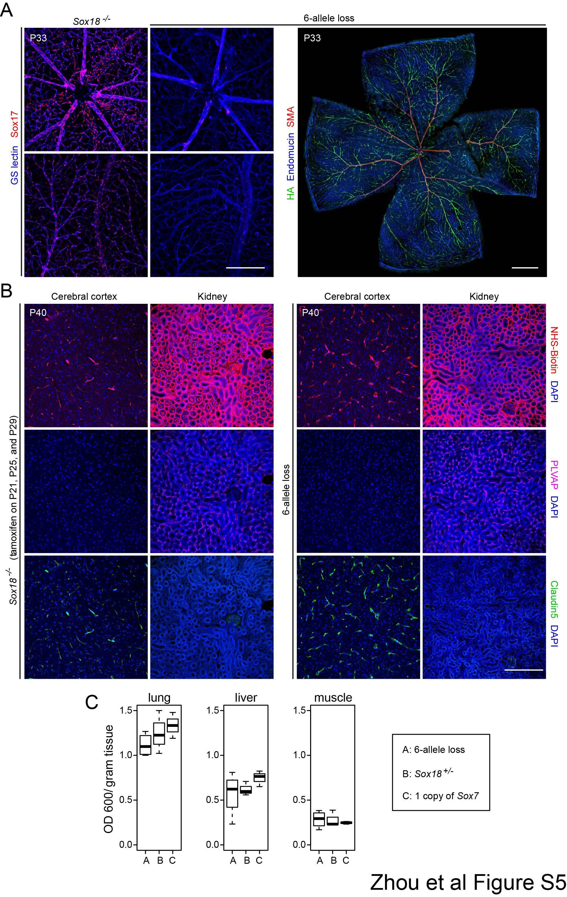 Claudin 5 Antibody Alexa Fluor 488 352588