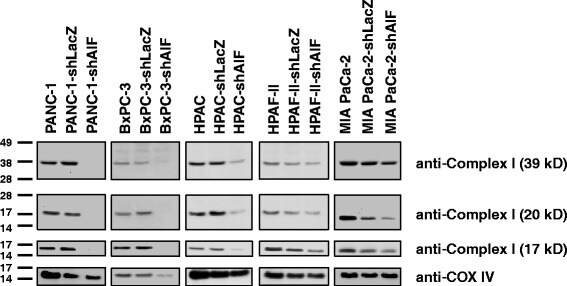 Oxphos Complex Iv Subunit Iv Antibody A