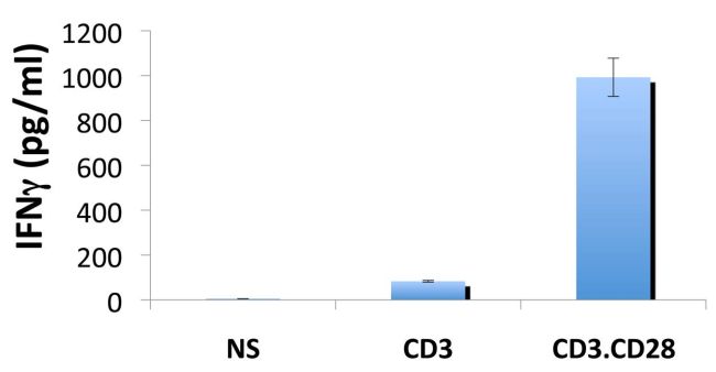 IFN gamma Antibody in ELISA (ELISA)