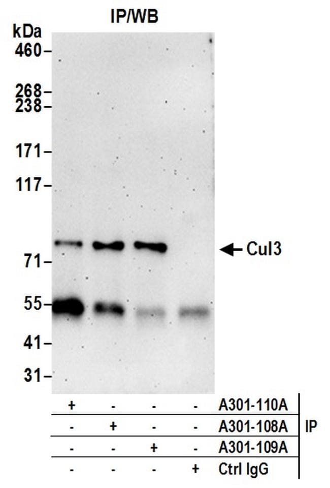 Cul3 Antibody in Western Blot (WB)