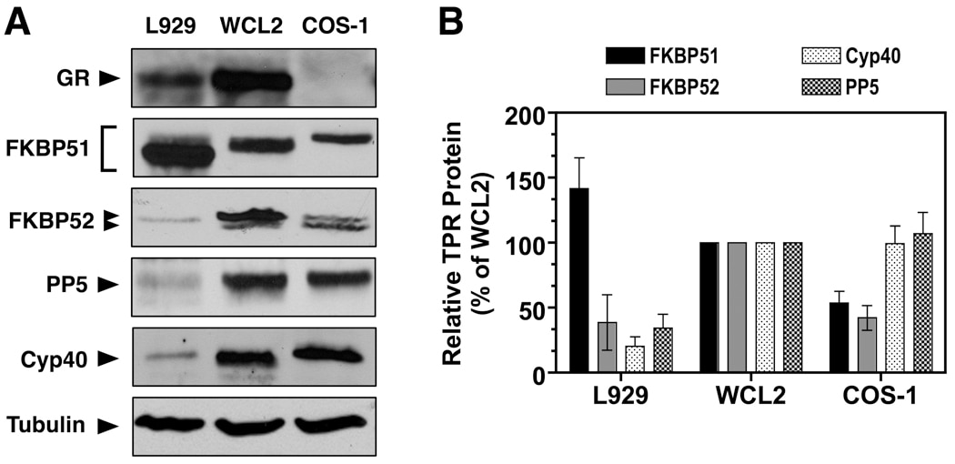 Cyclophilin 40 Antibody in Western Blot (WB)