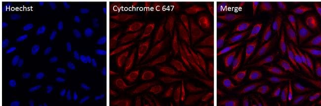 Cytochrome C Antibody in Immunocytochemistry (ICC/IF)