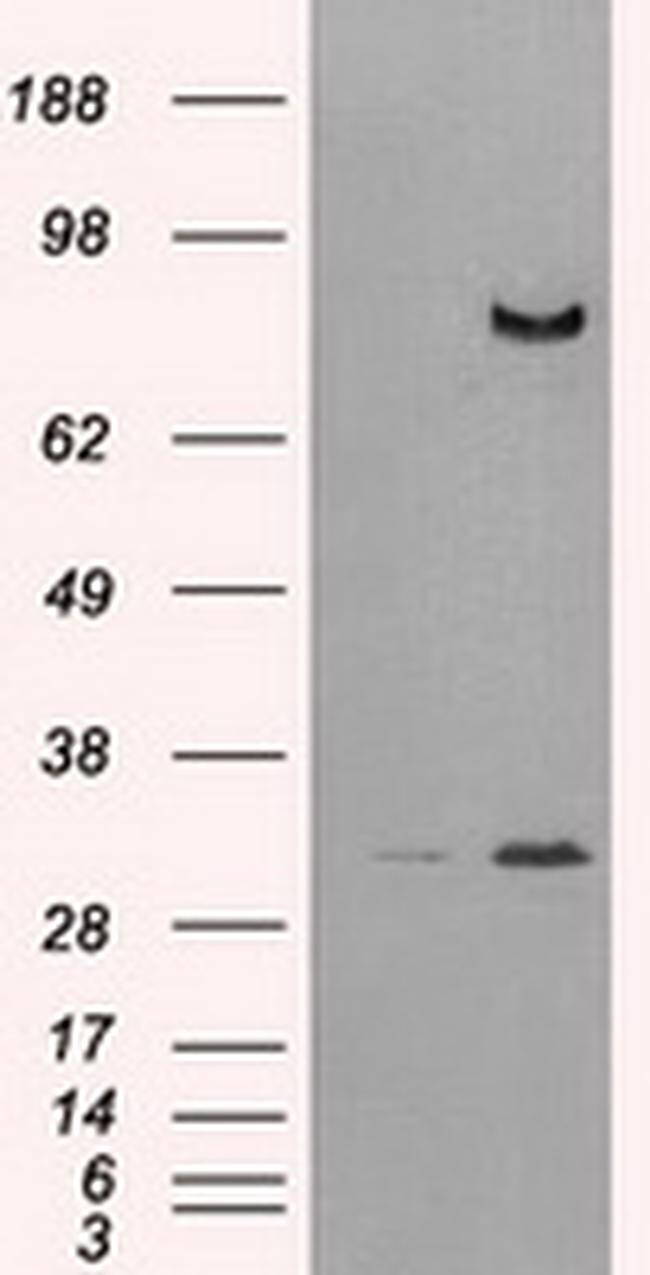 DPP4 Antibody (TA500733)