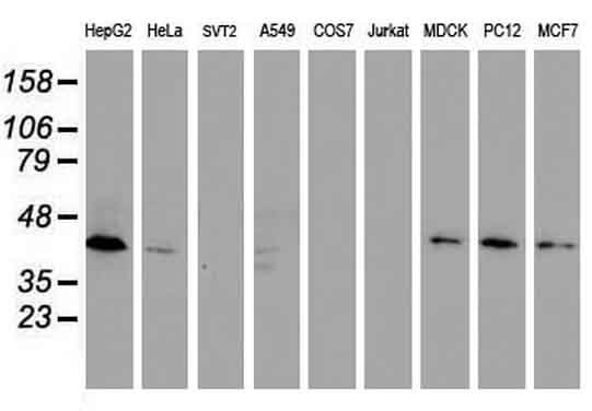 DPPA2 Antibody in Western Blot (WB)