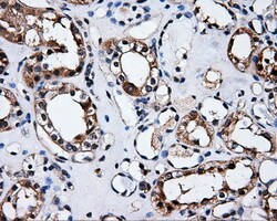 ELAVL1 Antibody in Immunohistochemistry (Paraffin) (IHC (P))
