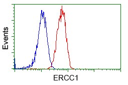 ERCC1 Antibody in Flow Cytometry (Flow)