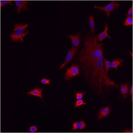 LMAN1 Antibody (PA1-074)