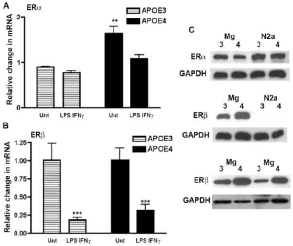 Estrogen Receptor beta Antibody in Western Blot (WB)