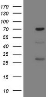 FMR1 Antibody in Western Blot (WB)