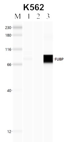 FUBP1 Antibody in RNA Immunoprecipitation (RIP)