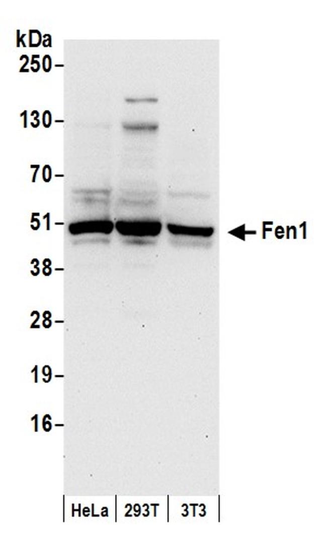Fen1 Antibody in Western Blot (WB)