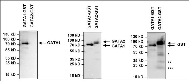 GATA1 Antibody in Western Blot (WB)