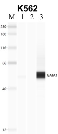 GATA1 Antibody in Immunoprecipitation (IP)
