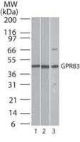 GPR83 Antibody in Western Blot (WB)