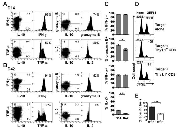 Granzyme B Antibody, PE (Monoclonal, GB11)