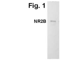 NMDAR2B Antibody in Western Blot (WB)