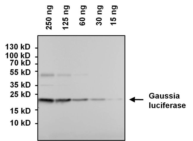 Gaussia Luciferase Antibody (PA1-181)